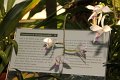 Phalaenopsis   057